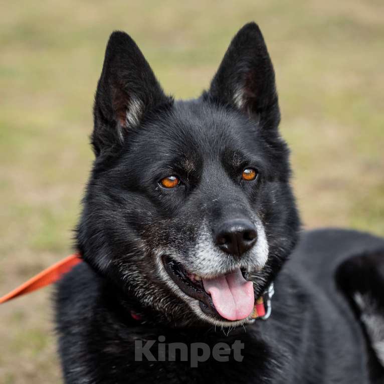 Собаки в Москве: Кама Девочка, Бесплатно - фото 25