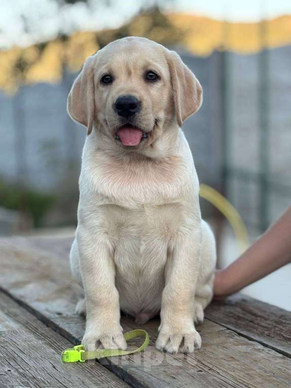 Собаки в Симферополе: Щенок лабрадора с зеленой лентой Мальчик, 80 000 руб. - фото 3