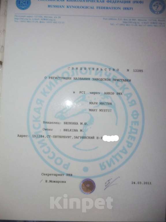 Собаки в Санкт-Петербурге: Барни Браун шоколадного окраса чихуахуа Мальчик, 60 000 руб. - фото 8