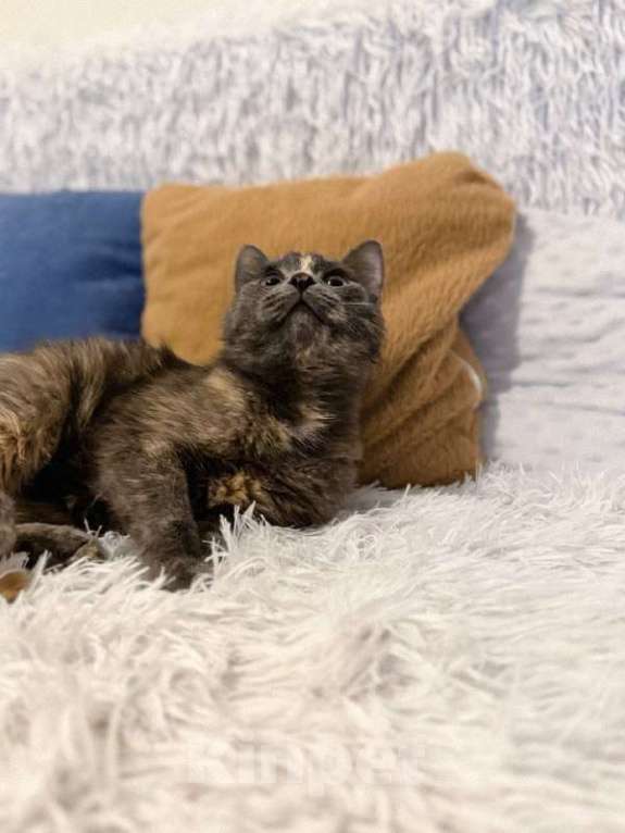 Кошки в Балашихе: Корица Девочка, Бесплатно - фото 5