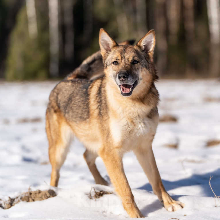 Собаки в Клине: Кейси — трогательная собачка Девочка, Бесплатно - фото 5