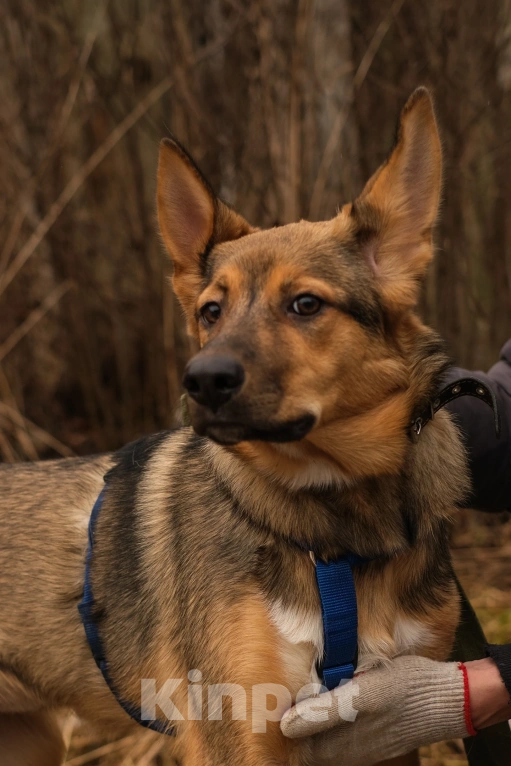 Собаки в Санкт-Петербурге: Гера из приюта в добрые руки Девочка, Бесплатно - фото 6