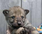 Собаки в Рязани: Щенок мальчик волчьей собаки Мальчик, 100 000 руб. - фото 3
