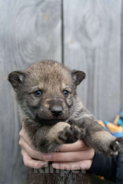 Собаки в Рязани: Щенок мальчик волчьей собаки Мальчик, 100 000 руб. - фото 3
