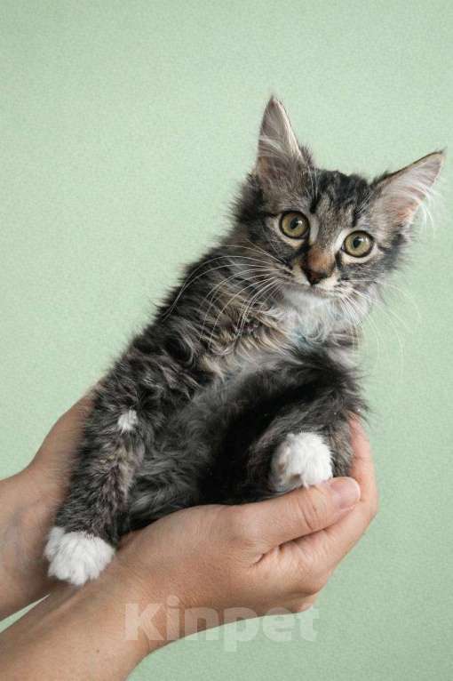 Кошки в Москве: Котята в добрые руки Разнополые, Бесплатно - фото 3