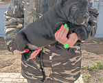 Собаки в Москве: Кайман Мальчик, 50 000 руб. - фото 3