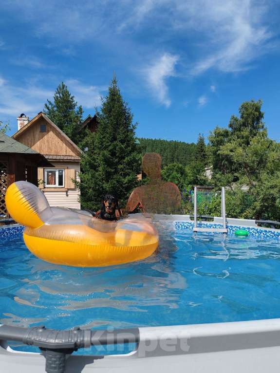 Собаки в Иркутске: Такса мальчик ищет девочку для вязки! Мальчик, 1 руб. - фото 3