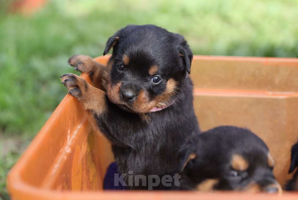Собаки в Рязани: Щенки ротвейлера  Девочка, 50 000 руб. - фото 3