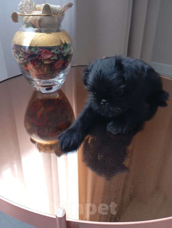 Собаки в Волгограде: Девочка гриффон черная Девочка, Бесплатно - фото 3