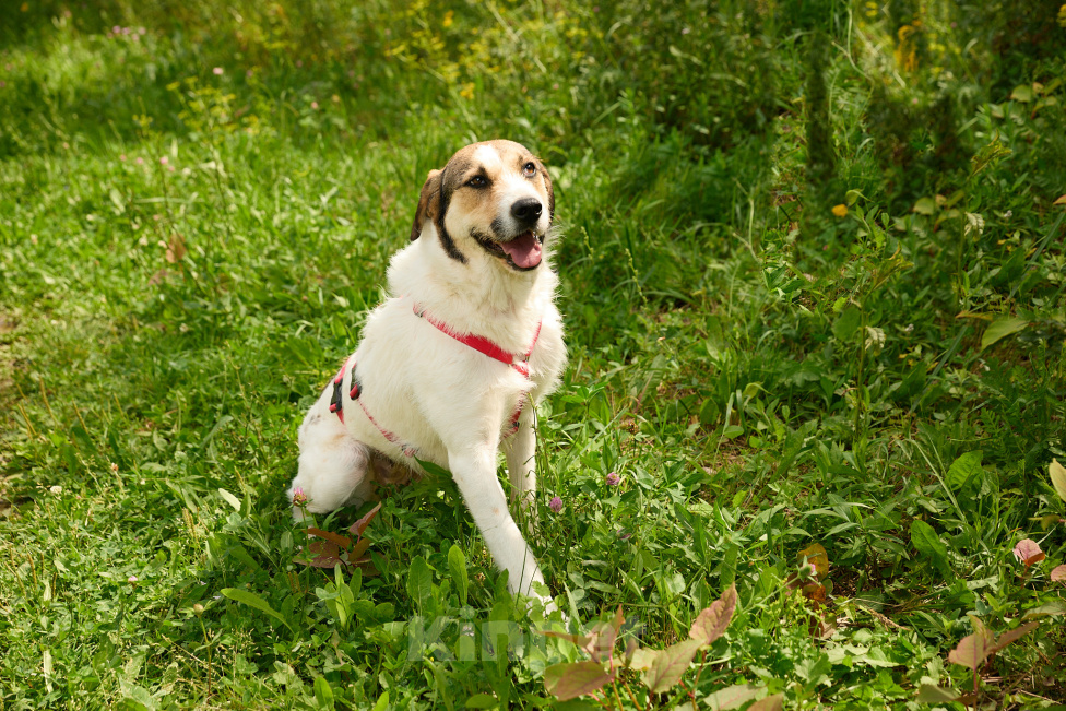 Собаки в Москве: Даниэла - трогательная нежность Девочка, Бесплатно - фото 4