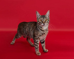 Кошки в Москве: Котеное Ася ищет дом Девочка, Бесплатно - фото 5