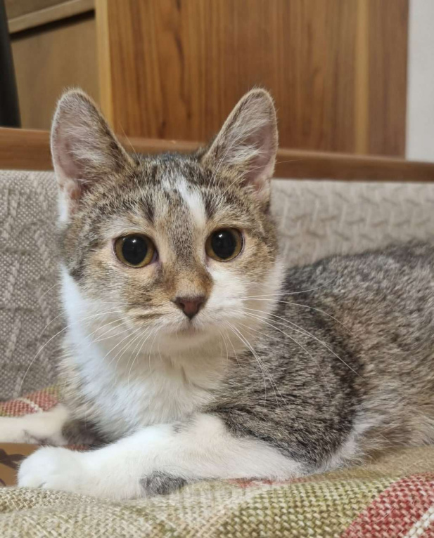 Кошки в Москве: Пухлые щечки и умные глазки Девочка, Бесплатно - фото 1