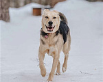 Собаки в Москве: Чудесный пёс Дэнвер в добрые руки. Мальчик, 1 руб. - фото 6