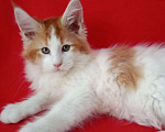 Кошки в Калаче-На-Доне: Котята мейн кун, 30 000 руб. - фото 2