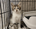 Кошки в Химках: Котенок мальчик Мальчик, Бесплатно - фото 2