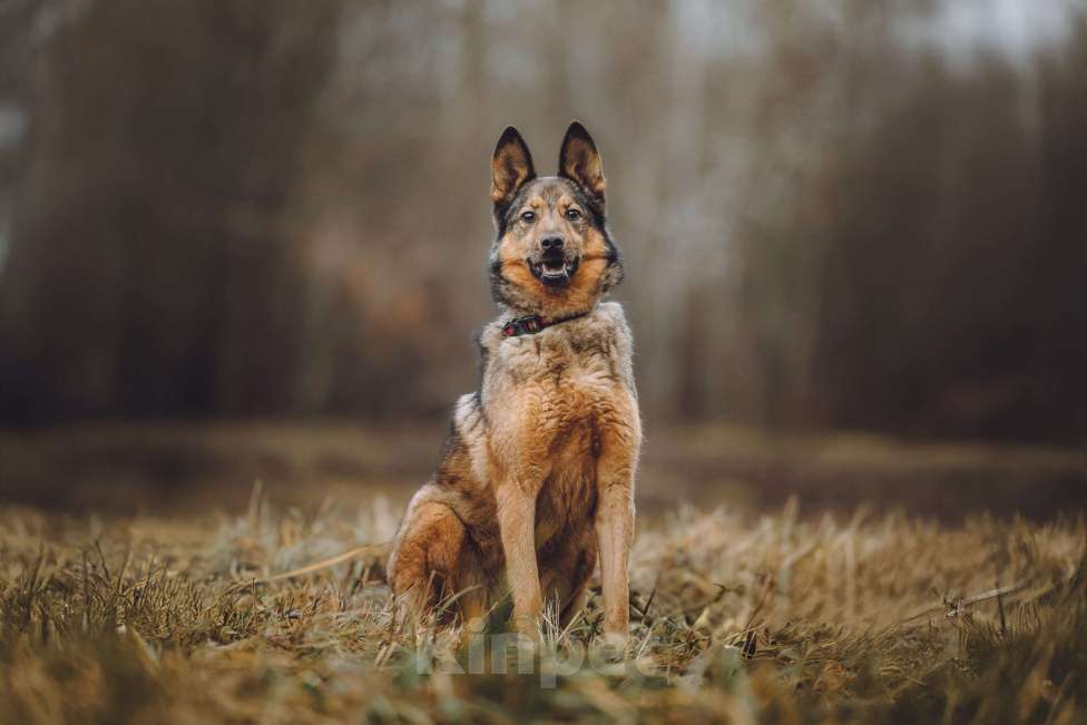 Собаки в Москве: Собака в добрые руки Девочка, Бесплатно - фото 3