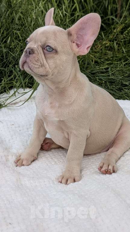 Собаки в других городах Крыма: Французский бульдог щенок в редком окрасе Мальчик, 120 000 руб. - фото 6