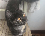 Кошки в Москве: Котенок Кнопка метис британки Девочка, Бесплатно - фото 2