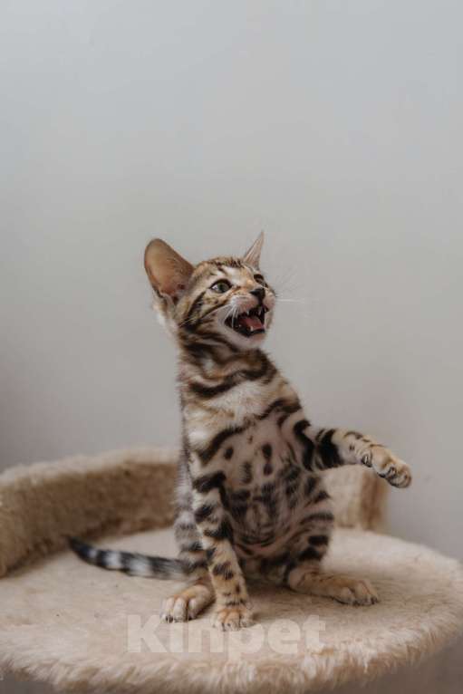 Кошки в Санкт-Петербурге: Девочка 1 (розетка на золоте) Девочка, 40 000 руб. - фото 3