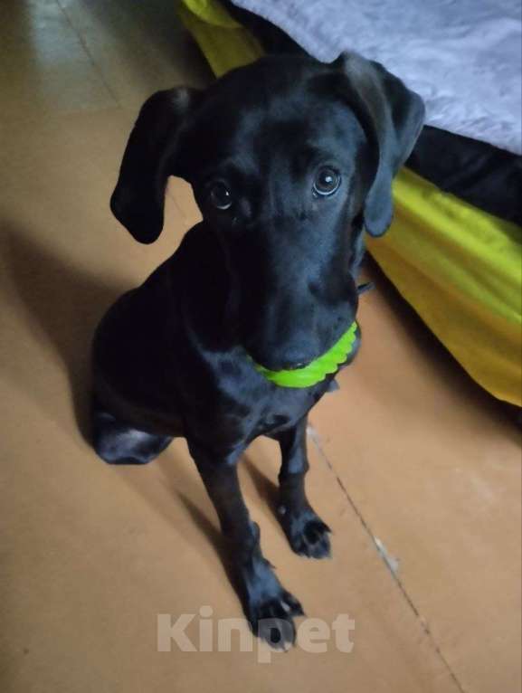 Собаки в других городах Крыма: Ищем хозяев в частном секторе, желательно охотник Мальчик, Бесплатно - фото 4