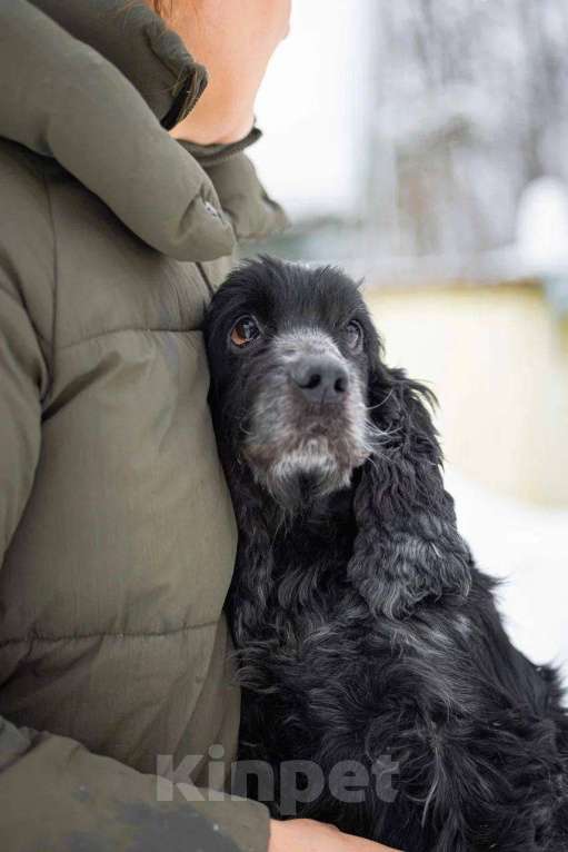 Собаки в Москве: Спаниель пес Терри ищет дом Мальчик, Бесплатно - фото 7