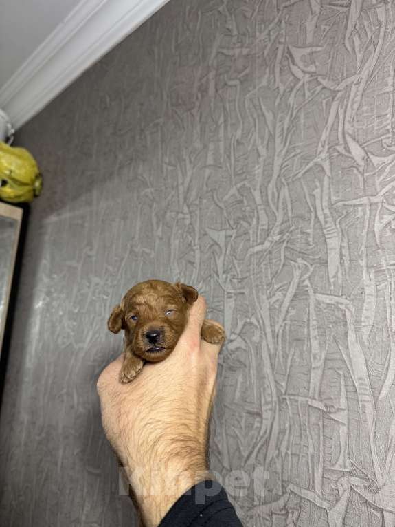 Собаки в Краснодаре: Той пудель  Мальчик, 60 000 руб. - фото 6
