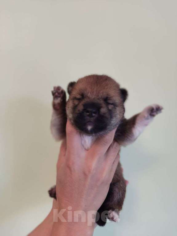 Собаки в Химках: Девочка сиба-ину Девочка, Бесплатно - фото 4