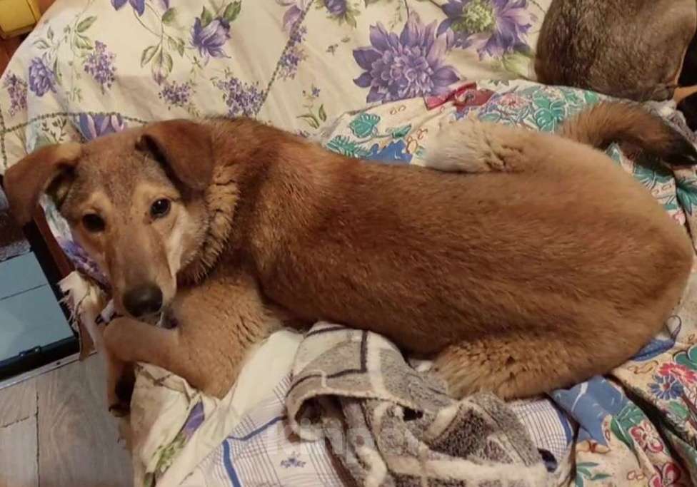 Кошки в Москве: Марсель ищет дом Мальчик, Бесплатно - фото 7