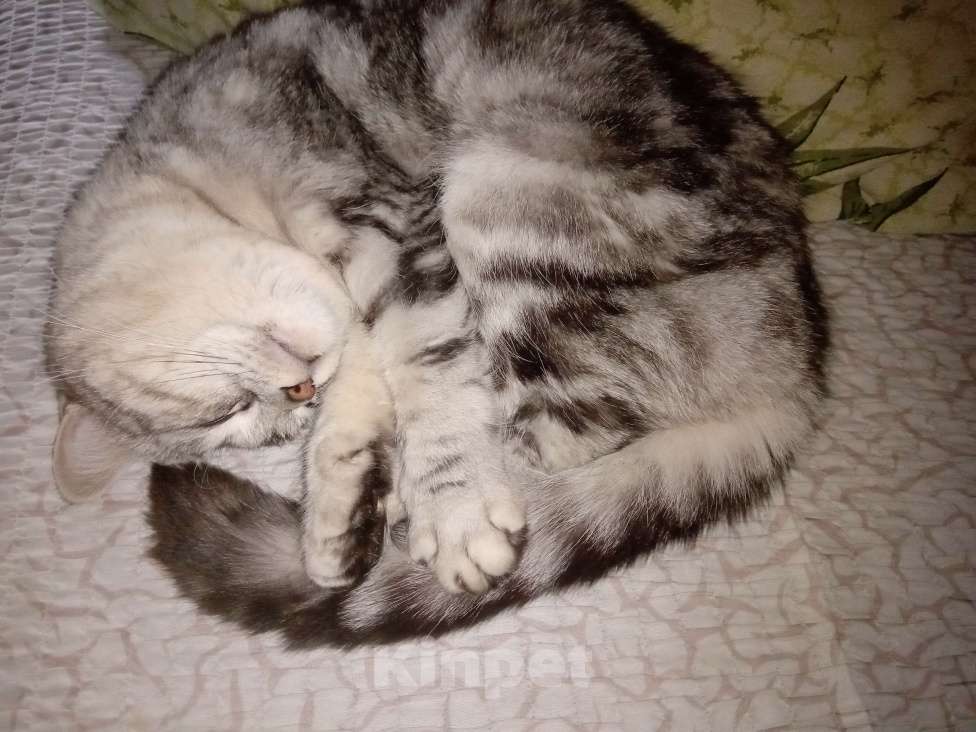 Кошки в Владимире: Кошка Девочка, Бесплатно - фото 2