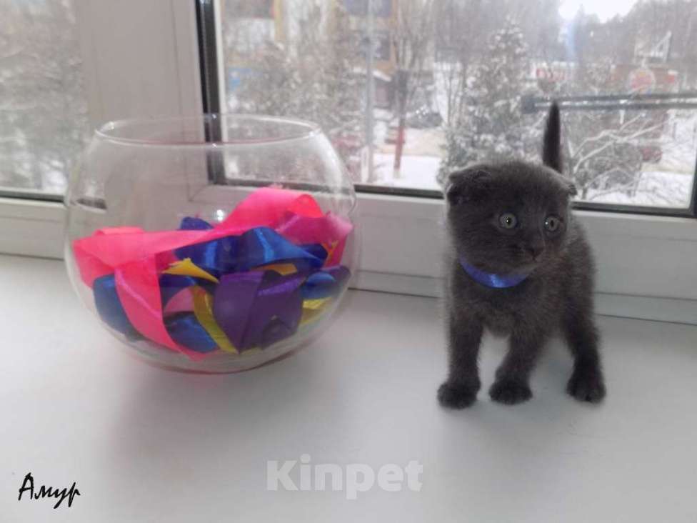 Кошки в Москве: Шотландская вислоухая длинношерстная, мальчик Мальчик, 15 000 руб. - фото 6