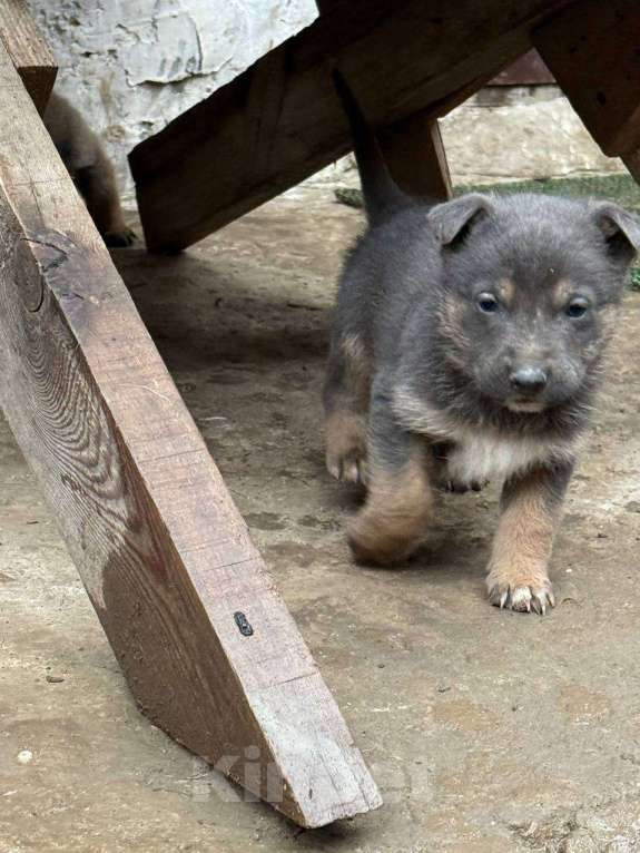 Собаки в других городах Крыма: Отдам 5 щенков в добрые руки Разнополые, Бесплатно - фото 9