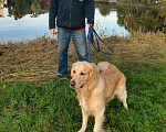 Собаки в Санкт-Петербурге: Золотистый ретривер ( голден ) вязка, окрас GOLD Мальчик, 50 руб. - фото 5