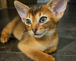 Кошки в Москве: Абиссинский котенок Мальчик, 65 000 руб. - фото 4