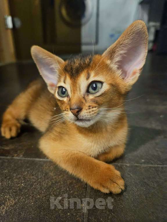 Кошки в Москве: Абиссинский котенок Мальчик, 65 000 руб. - фото 4