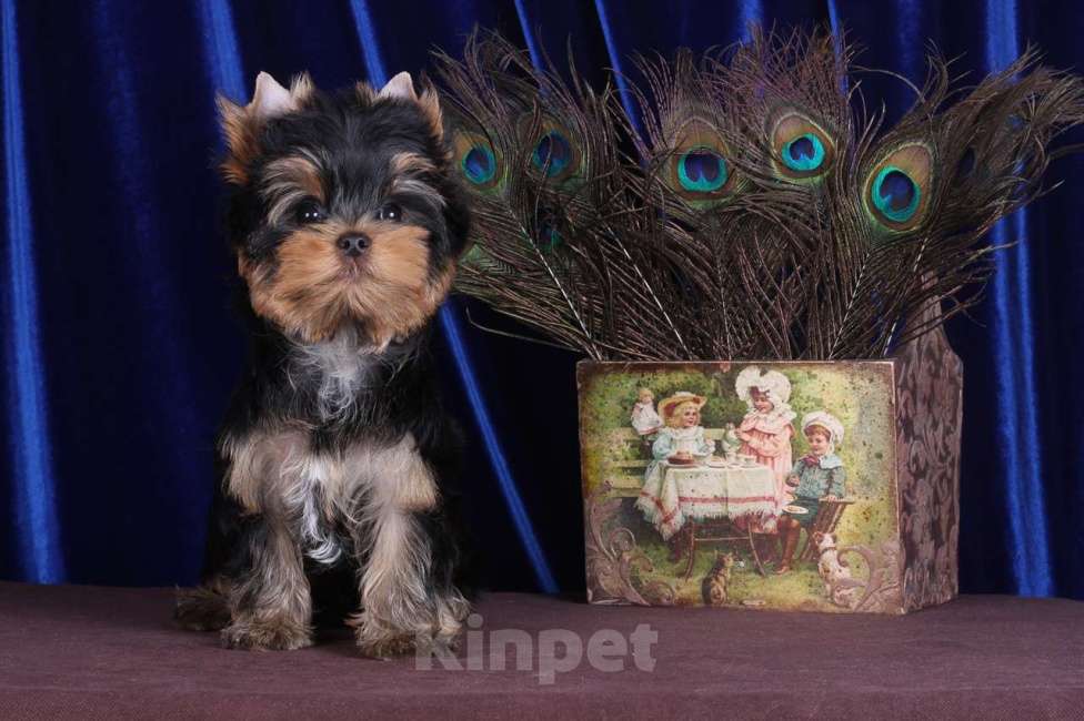 Собаки в Москве: Йоркширский ангелочек по кличке -Принц Лучик Сказочной Долины Мальчик, 60 000 руб. - фото 5