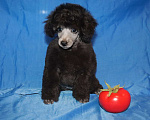 Собаки в Долгопрудном: Щенок пуделя миниатюрный серебристый мальчик Мальчик, 150 000 руб. - фото 4