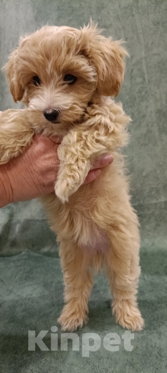 Собаки в Москве: щенки Мальтипу Девочка, Бесплатно - фото 5