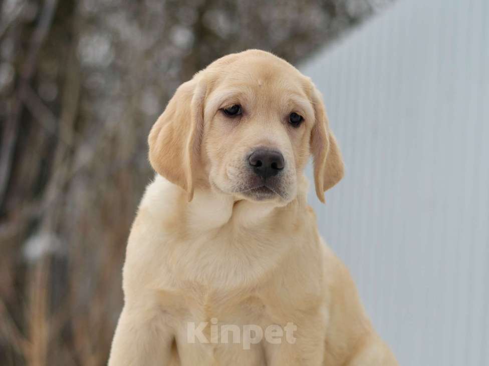 Собаки в других городах Липецкой области: Щенок лабрадора Холлабвууд'с Пэймес Леди Девочка, 60 000 руб. - фото 1
