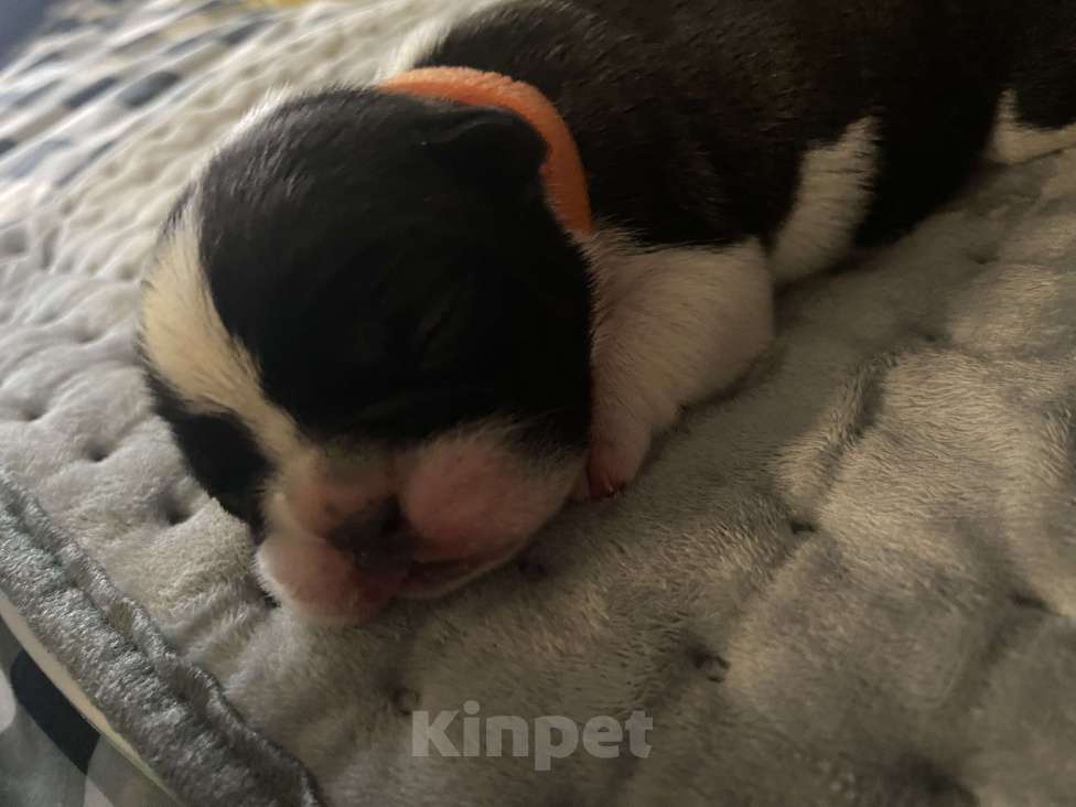 Собаки в Костроме: Щенок французского бульдога  Девочка, 35 000 руб. - фото 6