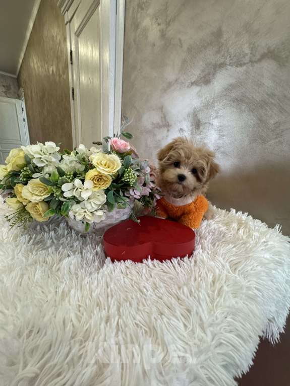 Собаки в Москве: Мальтипу f1 Мини Девочка, 100 000 руб. - фото 2