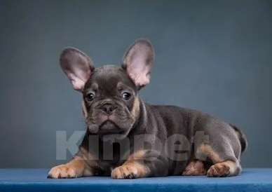 Собаки в Санкт-Петербурге: Французский круасанчик  Девочка, 80 000 руб. - фото 1