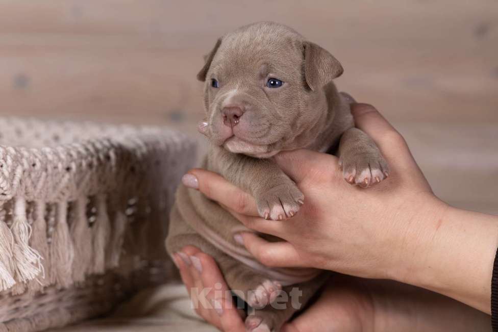 Собаки в Королеве: Американский булли стандарт Девочка, 200 000 руб. - фото 4