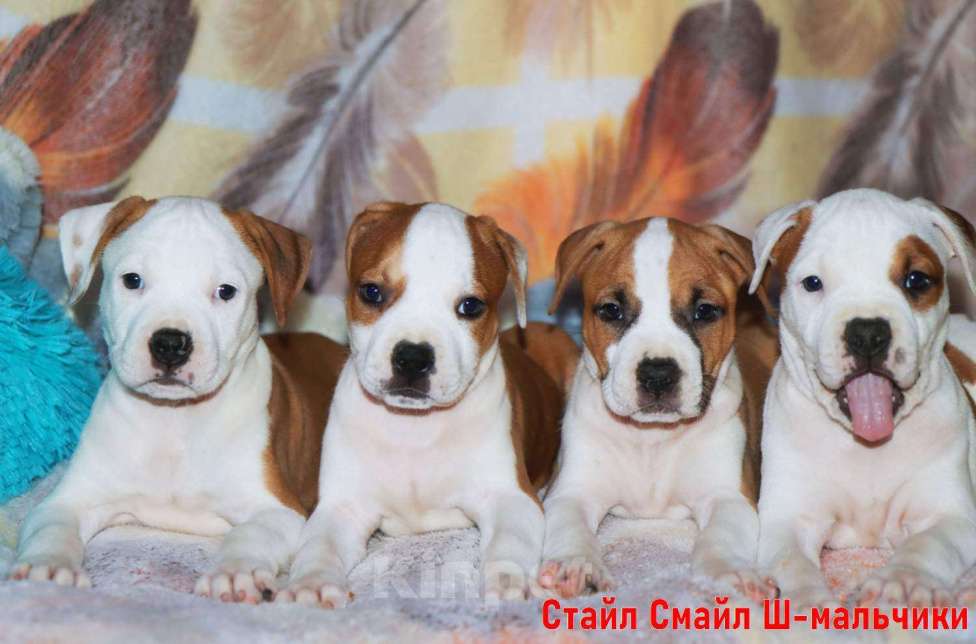 Собаки в Сергиеве Посаде: Щенки американского стаффордширского терьера Мальчик, 60 000 руб. - фото 1