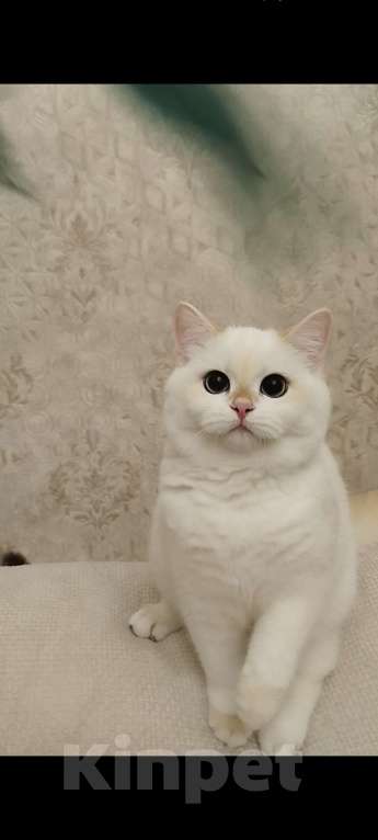 Кошки в Ставрополе: Британская золотая шиншилла (девочка) Девочка, 60 000 руб. - фото 4