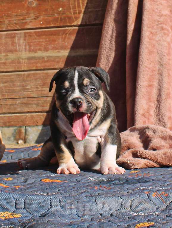 Собаки в Москве: Чёрные триколоры. Мальчик и девочка. Разнополые, 80 000 руб. - фото 5