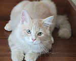 Кошки в Химках: Сибирский котик Нильс  ищет новый дом. Мальчик, 80 000 руб. - фото 3