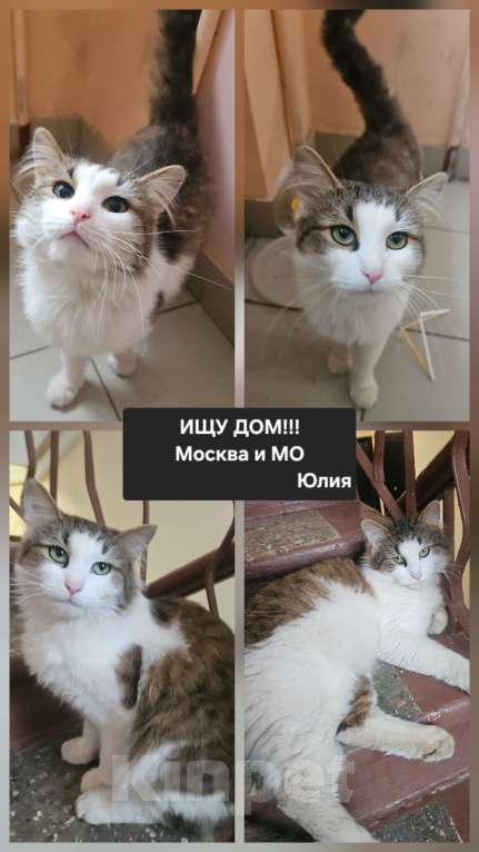 Кошки в Москве: Котик Пуш в добрые руки Мальчик, 1 руб. - фото 3