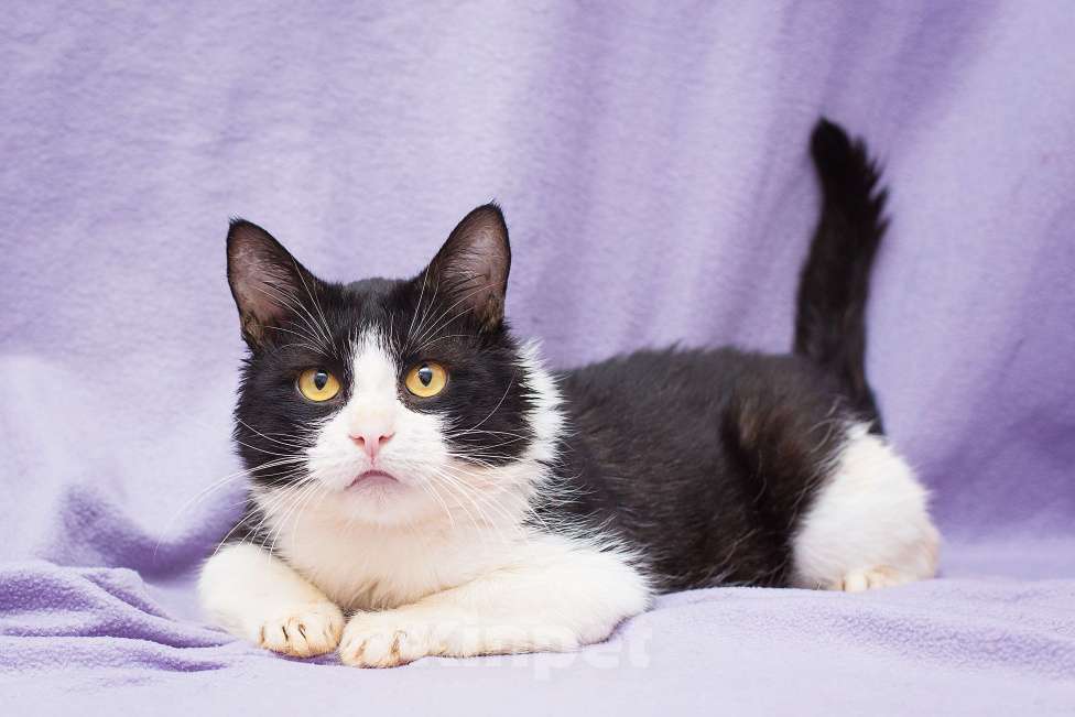 Кошки в Москве: Котик Крошик в добрые руки Мальчик, Бесплатно - фото 5