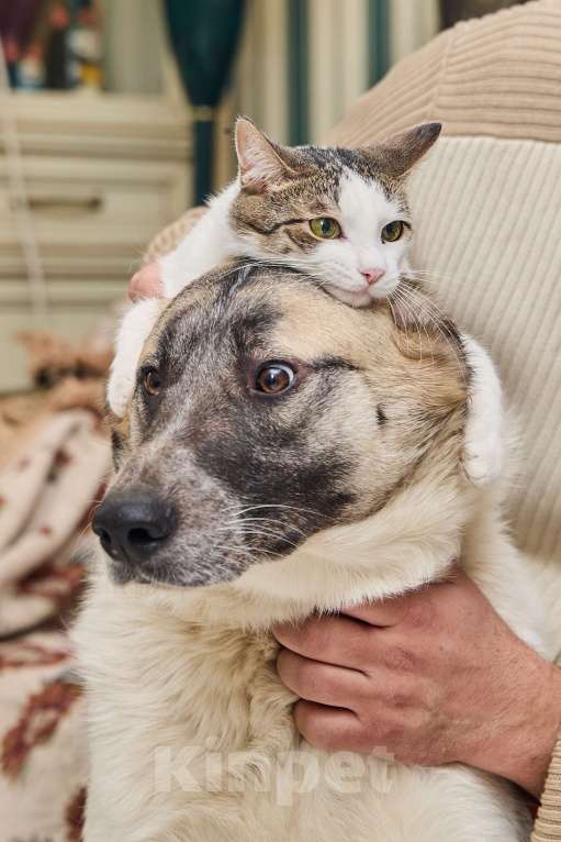 Собаки в Москве: Крупная собака в добрые руки Девочка, Бесплатно - фото 6