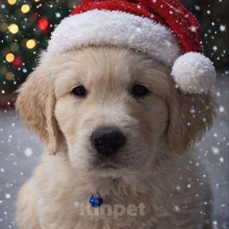 Собаки в Рязани: Золотистый ретривер щенки Девочка, 65 000 руб. - фото 2